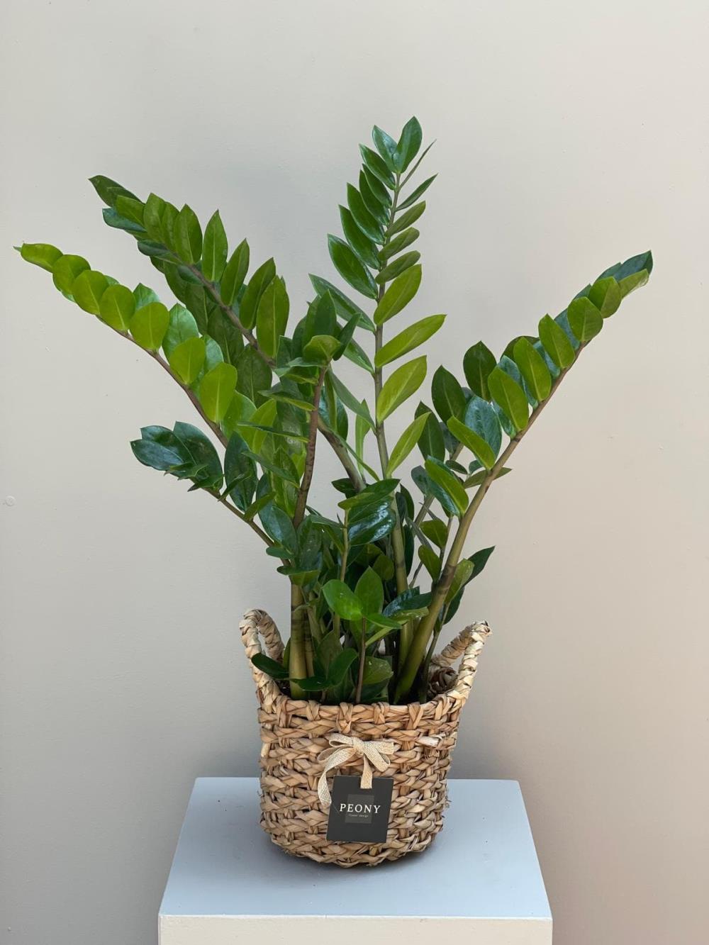 Zamia- Zamioculcas  Zz Bitkisi